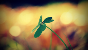 绿化工程是指,绿化工程是啥